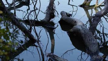 il ombra di il asciutto rami di il albero nel il lago acqua video