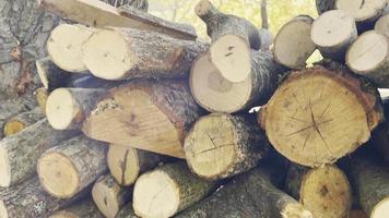 astillas de madera de roble aserradas en la naturaleza video