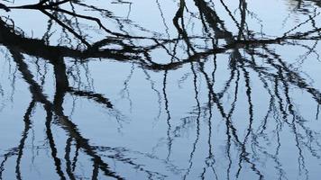 a sombra dos galhos secos da árvore na água do lago video