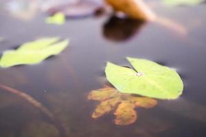 hojas de loto de cerca en el estanque foto