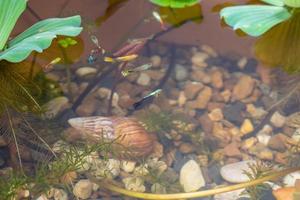 guppy fish in the lotus pond photo