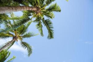 fondo de verano con hojas de coco y cielo brillante. foto