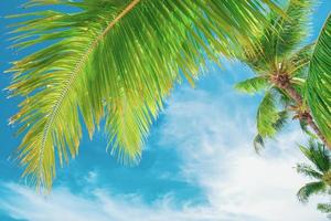 Summer background with coconut leaves and bright sky. photo