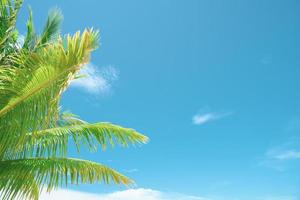 Summer background with coconut leaves and bright sky. photo