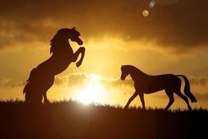 The silhouette of a free horse In the meadow there is a beautiful light. photo