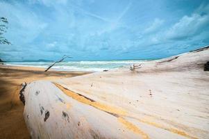 árbol muerto en la hermosa playa foto