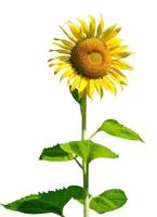 sunflower on white background with clipping path photo