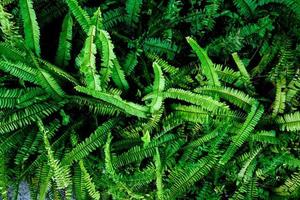 Abstract background. Patterns of fern leaves in nature. nature background concept