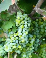 Fresh Green Grapes photo