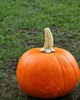 Pumpkin on the ground photo