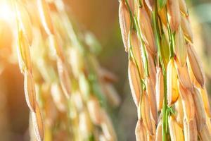 Close up of Golden ear of rice. Close-up to rice seeds in ear of paddy. Beautiful golden rice field and ear of rice. sun light nature blue background photo