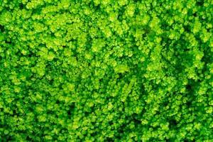 Full frame green leaves in garden. Dense green leaves with beauty pattern texture background. Green leaves for net zero carbon emissions concept. Green wallpaper. Top view ornamental plant in garden. photo