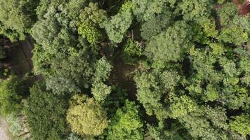 Aerial view of forest in thailand. photo