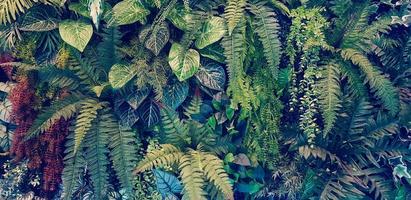 Fern, red flower and green leaves background in blue filter tone. Plant growth or nature wallpaper in vintage tone. Ornamental tree for decoration. Beautiful natural concept photo