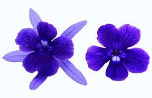 Two blue, violet or purple flowers isolated on white background with clipping path and make selection. Beauty in nature, Tropical plant, shape of flora and Bouquet of floral. photo