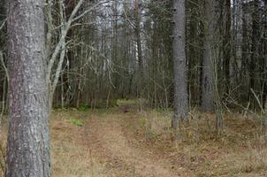 a dense forest with a path. walk in the woods photo