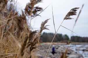 reeds on the shore. Walk along the shore, travel. photo