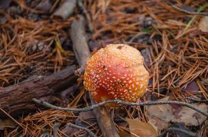 mushroom fly agaric in the forest, autumn nature of the forest photo