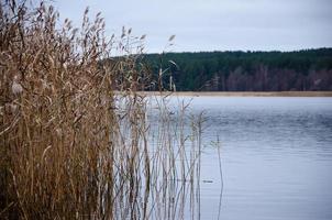 rocky shore with swimming ducks, walk along the shore photo