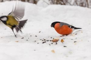 Eurasian bullfinch chases great tit out of a bird feeder. Feeding birds in winter. photo