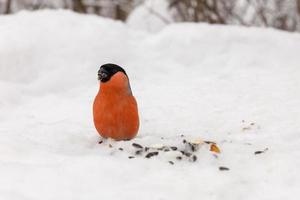 Eurasian Bullfinch male sitting in snow. bird eating a sunflower seed on the snow in the forest. photo