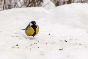 carbonero sentado en la nieve. alimentación de aves en invierno. foto