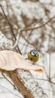 Eurasian blue tit. bird eats lard on a tree branch in the forest. Feeding birds in winter. photo