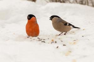 camachuelo euroasiático. hombre y mujer. los pájaros picotean semillas en la nieve en invierno. foto