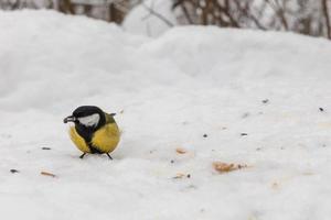 gran teta pájaro comiendo semillas de girasol en la nieve en el bosque. alimentación de aves en invierno. foto