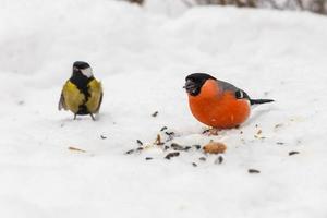 Eurasian Bullfinch and great tit in the snow. Two birds eating sunflower seeds in the forest in winter. photo