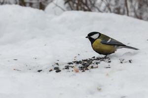 great tit sitting in snow. Feeding birds in winter. photo