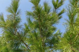 Siberian pine or Pinus sibirica, branches with long green fluffy needles against the blue sky photo