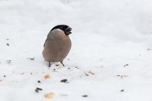 Female Eurasian bullfinch. bird eating sunflower seed. Feeding birds in winter. photo