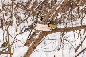 Great tit and Eurasian blue tit pecking fat on a tree in the forest. photo