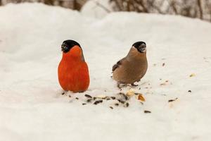 Eurasian bullfinch. Male and female. birds peck seeds on the snow photo