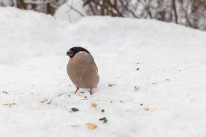 Eurasian Bullfinch female sitting in snow. Bird in winter. photo