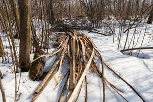 tala de residuos en el bosque en invierno, corteza de árbol foto