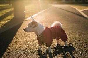 Close up portrait of cute Jack Russell dog in suit walking in autumn park copy space and empty place for text. Puppy pet is dressed in sweater walks photo