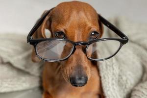 Dwarf sausage dachshund in black glasses covered with a gray blanket works, reads, looks at a laptop. Dog blogger. Home office. photo