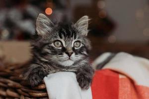 a cute gray kitten is sitting in a basket and a blanket at home in the evening against the background of a Christmas tree, horizontal photo. New Year's card, year of the cat. High quality photo