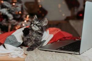 A cute grey kitten at home is shopping online for Christmas. a cat with a laptop for the New Year. High quality photo