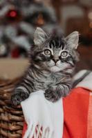 a cute gray kitten is sitting in a basket and a blanket at home in the evening against the background of a Christmas tree, horizontal photo. New Year's card, year of the cat. High quality photo