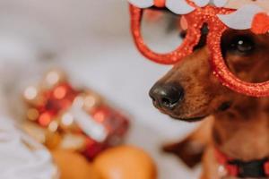 little dachshund in funny glasses with Santa Claus is lying on a white sheet among tangerines near the Christmas tree. Christmas dog. pet and mandarins. space for text. High quality photo