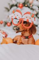 little dachshund in funny glasses with Santa Claus is lying on a white sheet among tangerines near the Christmas tree. Christmas dog. pet and mandarins. space for text. High quality photo