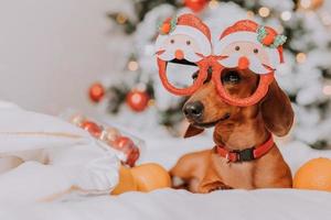 little dachshund in funny glasses with Santa Claus is lying on a white sheet among tangerines near the Christmas tree. Christmas dog. pet and mandarins. space for text. High quality photo