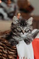 a cute gray kitten is sitting in a basket and a blanket at home in the evening against the background of a Christmas tree, horizontal photo. New Year's card, year of the cat. High quality photo