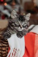 a cute gray kitten is sitting in a basket and a blanket at home in the evening against the background of a Christmas tree, horizontal photo. New Year's card, year of the cat. High quality photo