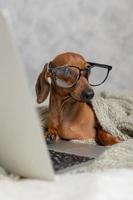 salchicha enana dachshund con gafas negras cubiertas con una manta gris trabaja, lee, mira una computadora portátil. blogger de perros oficina en casa. foto