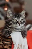 a cute gray kitten is sitting in a basket and a blanket at home in the evening against the background of a Christmas tree, horizontal photo. New Year's card, year of the cat. High quality photo