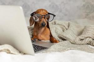 salchicha enana dachshund con gafas negras cubiertas con una manta gris trabaja, lee, mira una computadora portátil. blogger de perros oficina en casa. foto